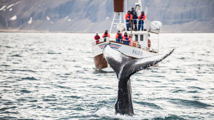 Silent whale-watching tours 