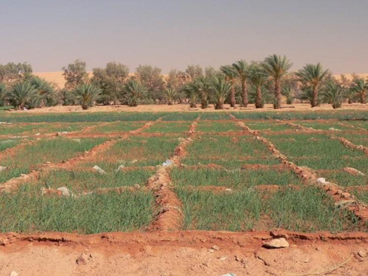 Coltivazioni in Marocco