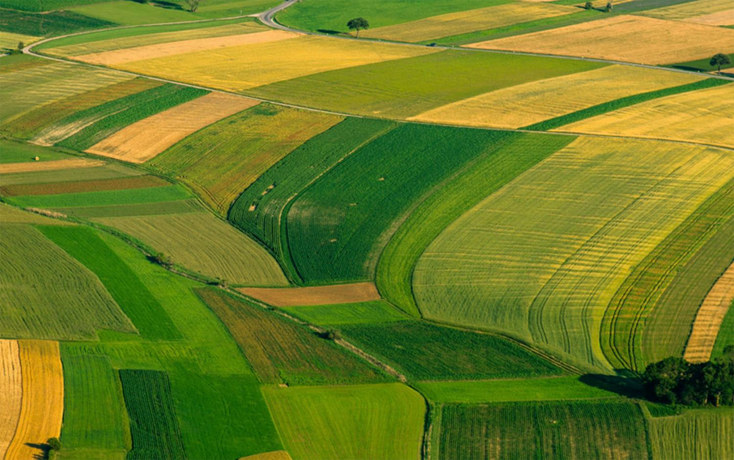 Veduta aerea di campi coltivati
